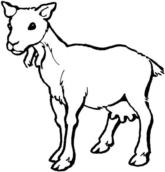 Goat  printable coloring pages