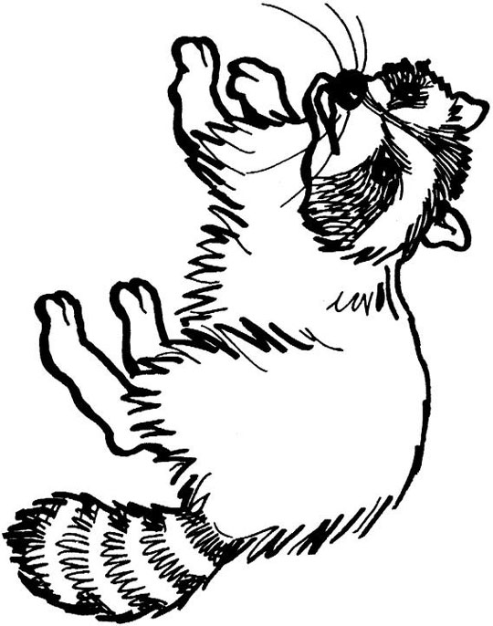 raccoon coloring pages to print out - photo #37