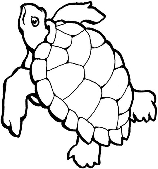 wallpaper sea turtle. sea turtle cartoon